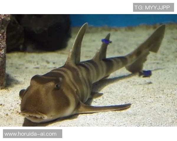 纹鲨鱼的足球明星如何在绿茵场上展现独特魅力与风采